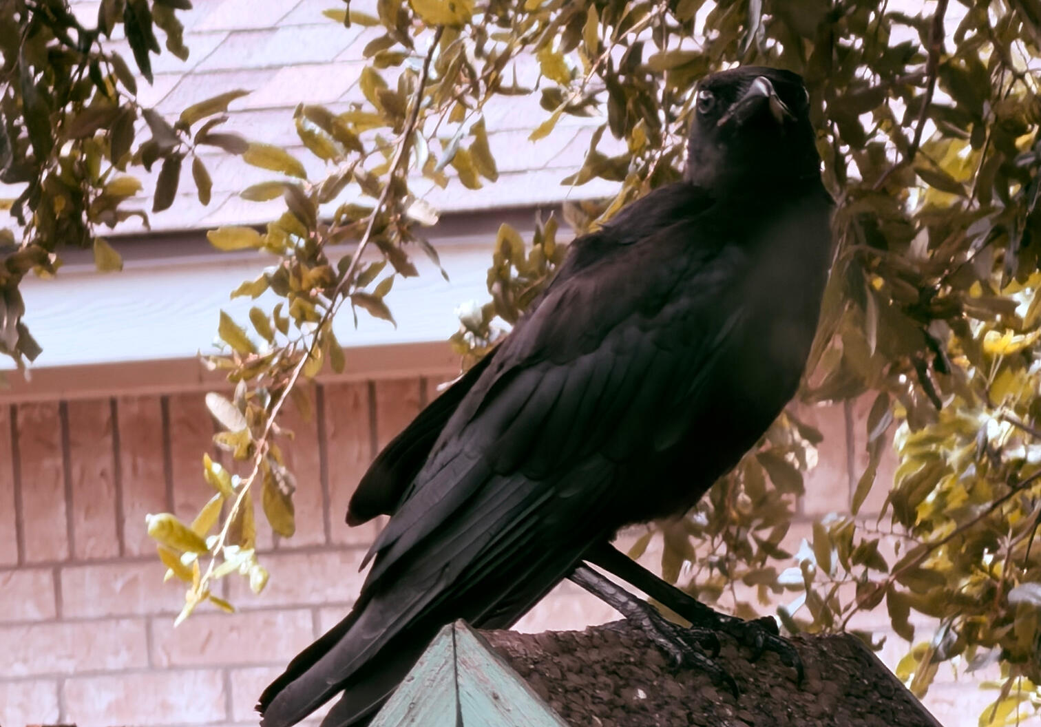 The yard crow watches A backyard crow perched on a birdhouse looking forward - WMFrewolfe